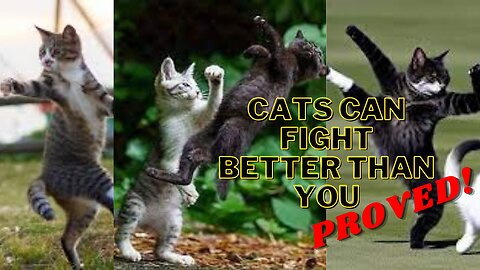 Kang Fu Cats | Proof that Cats can fight better than you | Funny Completion Ep 2