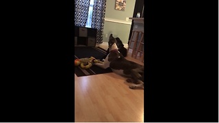 Mamma Great Dane won't share toy with her puppy