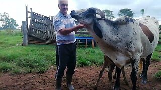Tirar leite da vaca