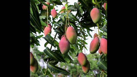 Unique Mangoes in India