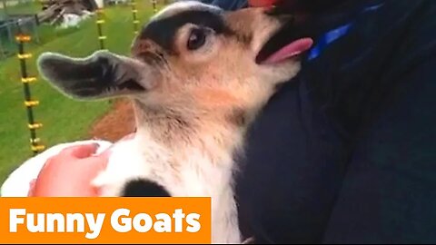 Cutest Goats | Funny Pet Videos