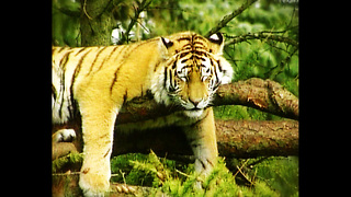 Tiger Stuck In Tree