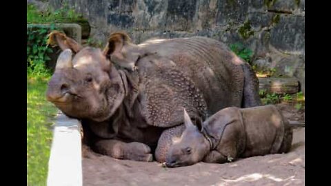 Rinoceronte, l'erbivoro gigante che ama giocare