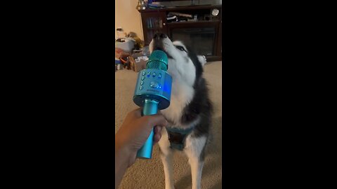 My Husky Singing - FUNNY DOG VIDEOS #husky #dogshorts