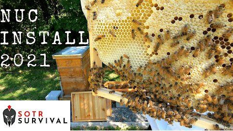 Honey Bee Nuc Installation Setup 2021