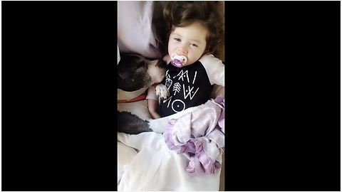 Pit Bull preciously snuggles with toddler