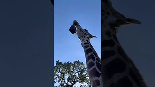Funny Giraff Tiktok giraffinaround2