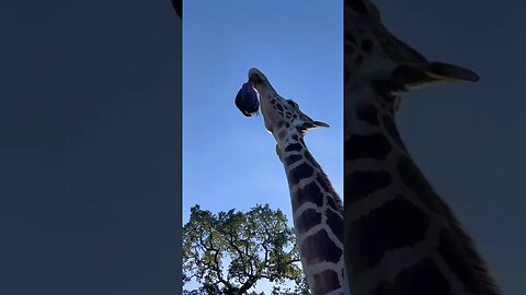 Funny Giraff Tiktok giraffinaround2