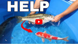 Found MISSING Koi Fish Inside Of JAWS!