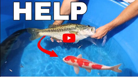 Found MISSING Koi Fish Inside Of JAWS!