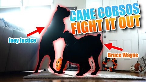 Cane Corsos Fight It Out