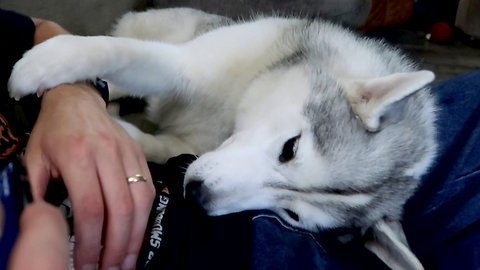 Husky constantly demands owner to continue petting her