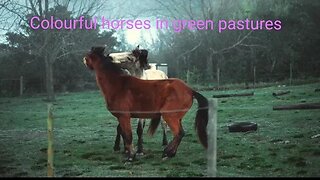 "Colors Unleashed: Majestic Horses in Vibrant Pastures",#shortvideo,#animal,#horsevideo,#pastures