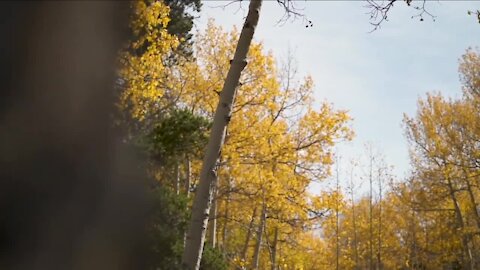 CDOT reminding drivers to 'be a smart leaf peeper' this weekend