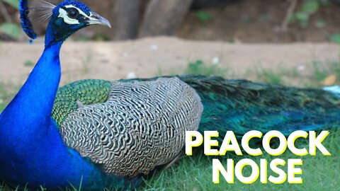 Peacock Noise Effect | Peacock Bird Voice Sound Video By Kingdom Of Awais