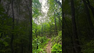 Trees are dope #nature #trees #hiking #outdoors #trails #scenic