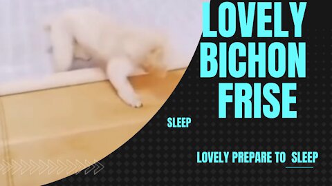 LOVELY CLEVER BICHON FRISE PREPARE TO SLEEP