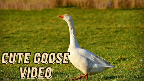 Cute Goose Pet Video By Kingdom Of Awais