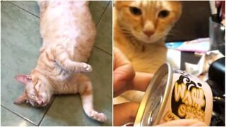 Lata de comida é o despertador deste gato