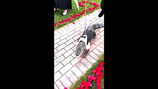 Wally The Alligator Was An Ring Bearer At An Wedding
