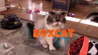 BoxCat Cat Box November 2022! 😻