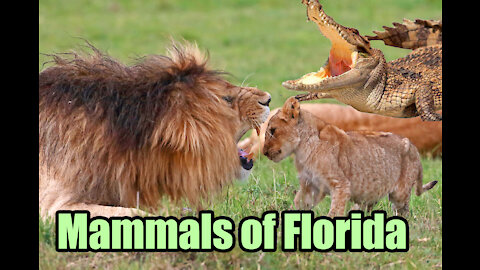 Mammals of Florida - Video