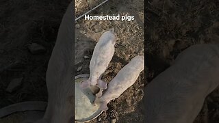 #homestead #pigs #pork #whey #farm #homesteading