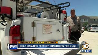 Heat and humidity creating perfect conditions for bugs