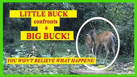 Little Buck confronts big Buck and you wont believe what happends!