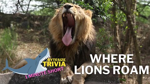 Where Lions Roam - Fascinating Trivia Short #africa #lion #trivia