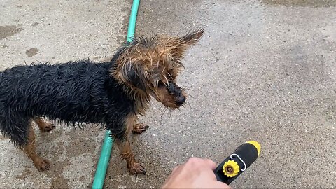 Little Dog Adorably Obsessed With Attacking The Water Hose