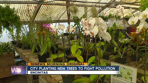 City of Encinitas plants oak trees to fight polution