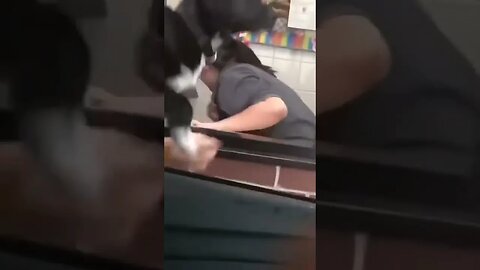 Dog tries to enter drive thru window