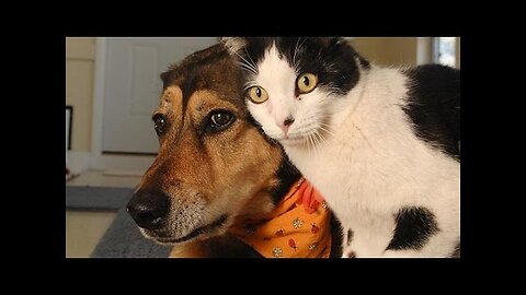 Cat & Dog funny video 😅