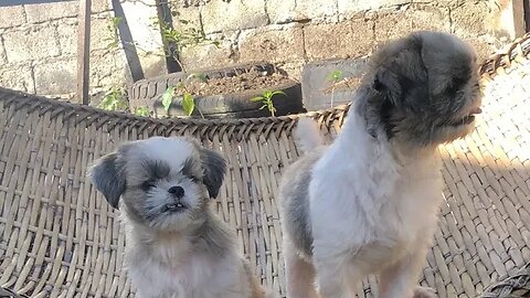 Chillin' with My Shih Tzus this Sunday - Part 2