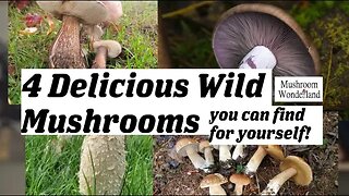 4 Delicious Wild Mushrooms You Can Find For Yourself