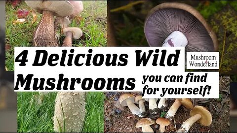 4 Delicious Wild Mushrooms You Can Find For Yourself