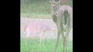 deer in north Georgia