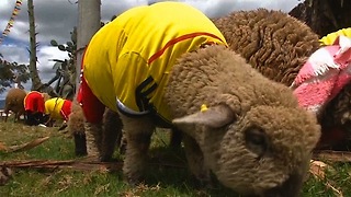 Sheep World Cup