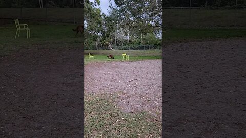 Wees gots da dog park all to ourselves!! #happydog #dogparks #lifewithdogs