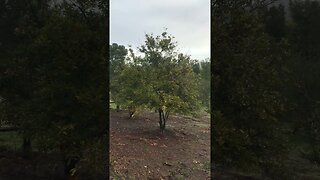 Macadamia Nut Grove Rainbow, CA | Light Rain View Gorgeous | Happy Brain | D.I.Y Soil Prep