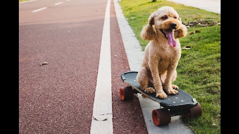 A Dog Teaches Aerobics To Its Owner. Very Funny