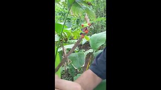 Red-Eyed Tree Frog Encounter in Bijagua, Costa Rica