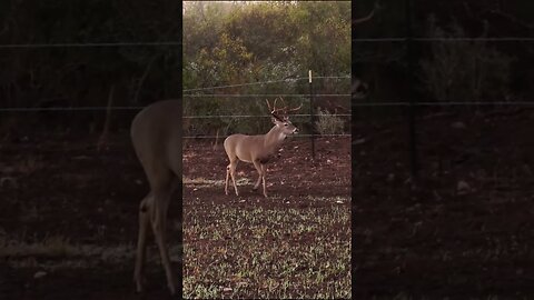 A deer overcoming an obstacle