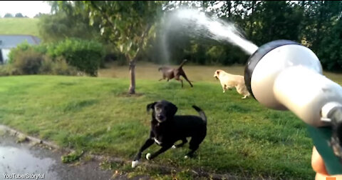 Crazy Dog ( ilove water)