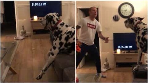 Ronaldo a de la concurrence avec ce dalmatien!