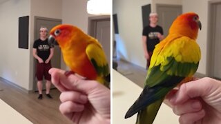 Parrot enjoys practicing recall training with his owners