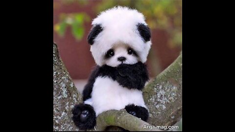 Funny and Cute Panda Videos 🐼 | Funny Animal Videos | The Cute Animals