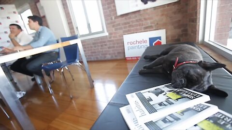 Office dog greets each employee every morning