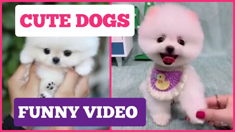 Teacup dogs and funny cat compilation || Cute Dogs Compilation